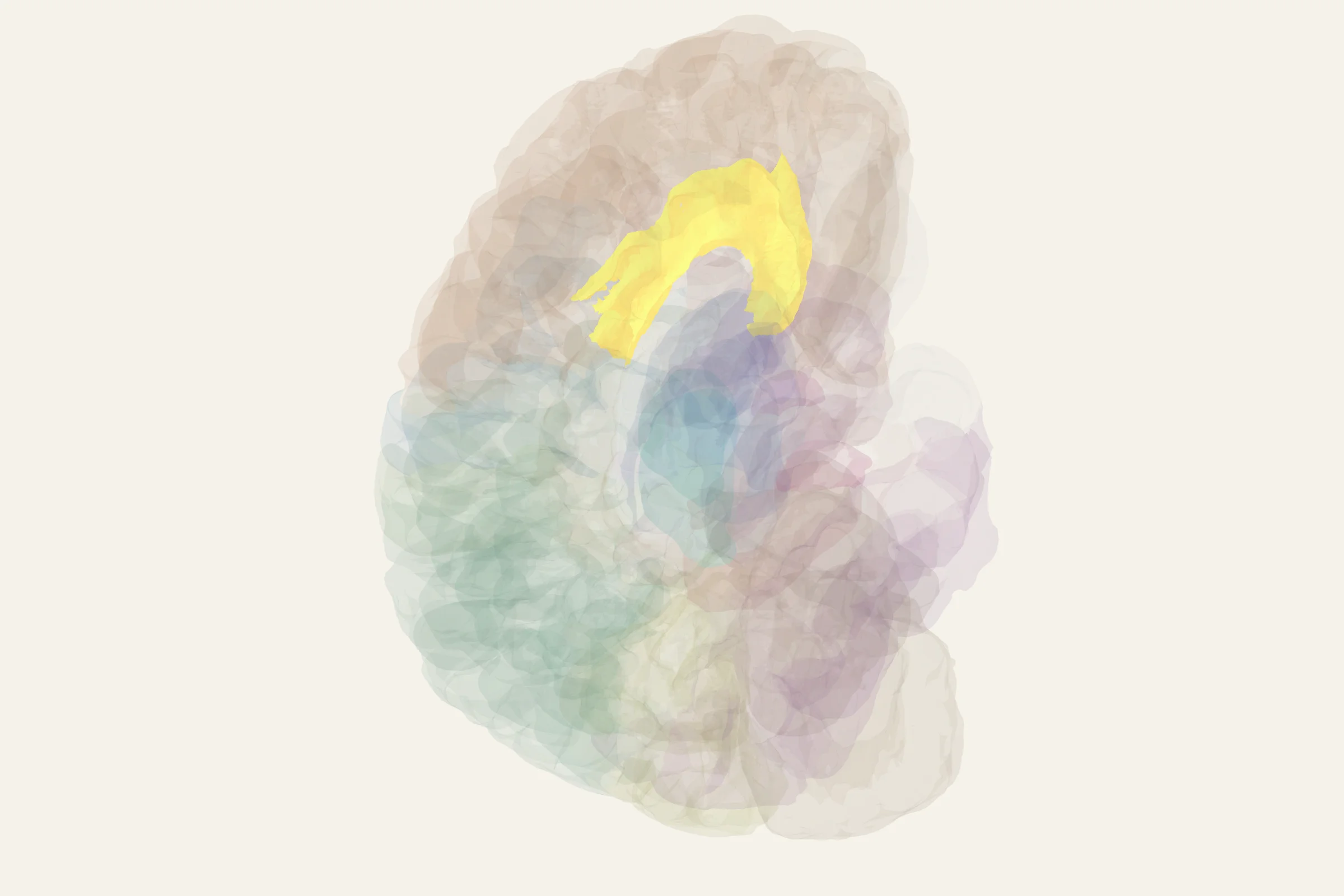 Anterior Cingulate Cortex highlighted in colour on a rotatable 3D model of the human brain