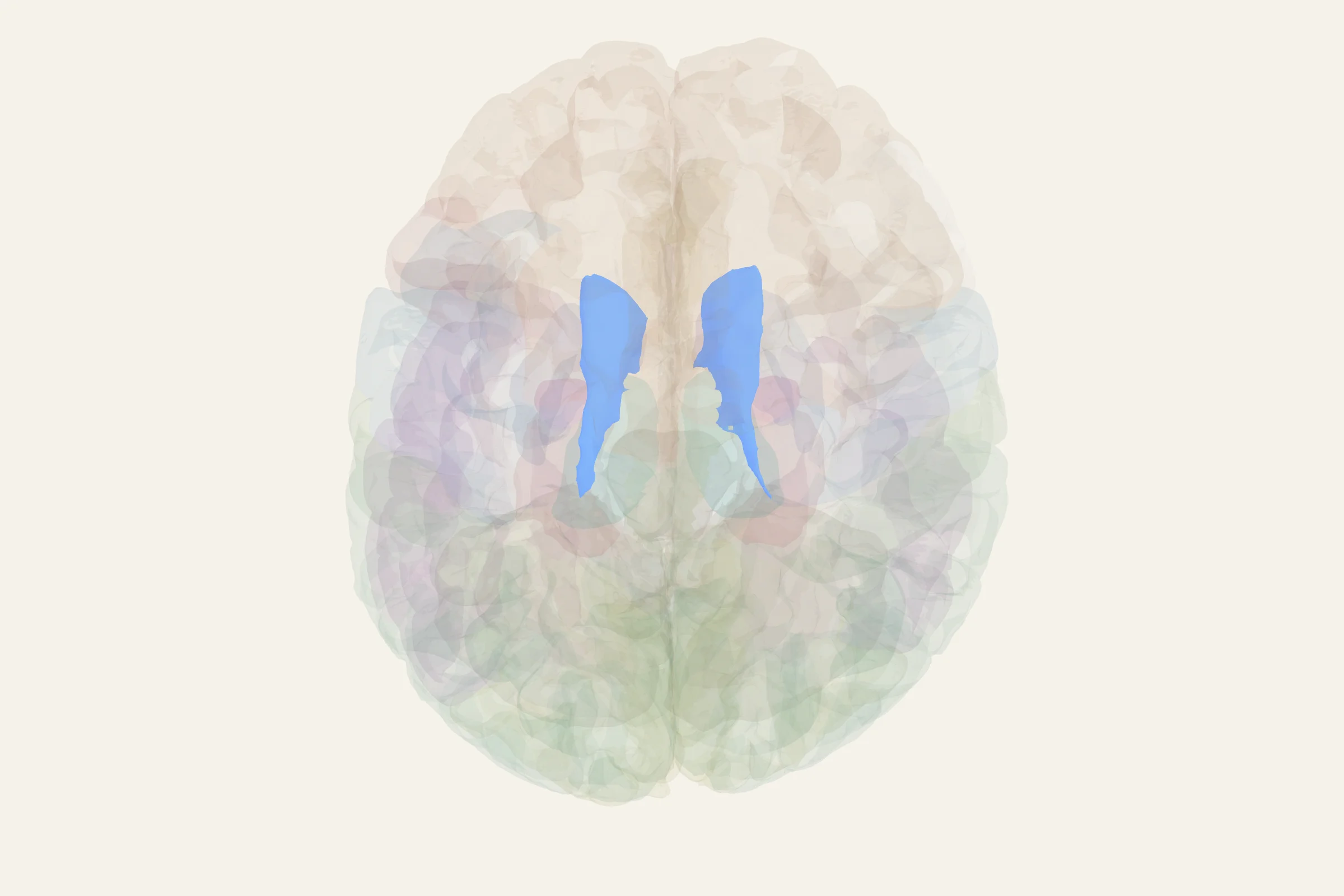 Caudate Nucleus highlighted in colour on a rotatable 3D model of the human brain