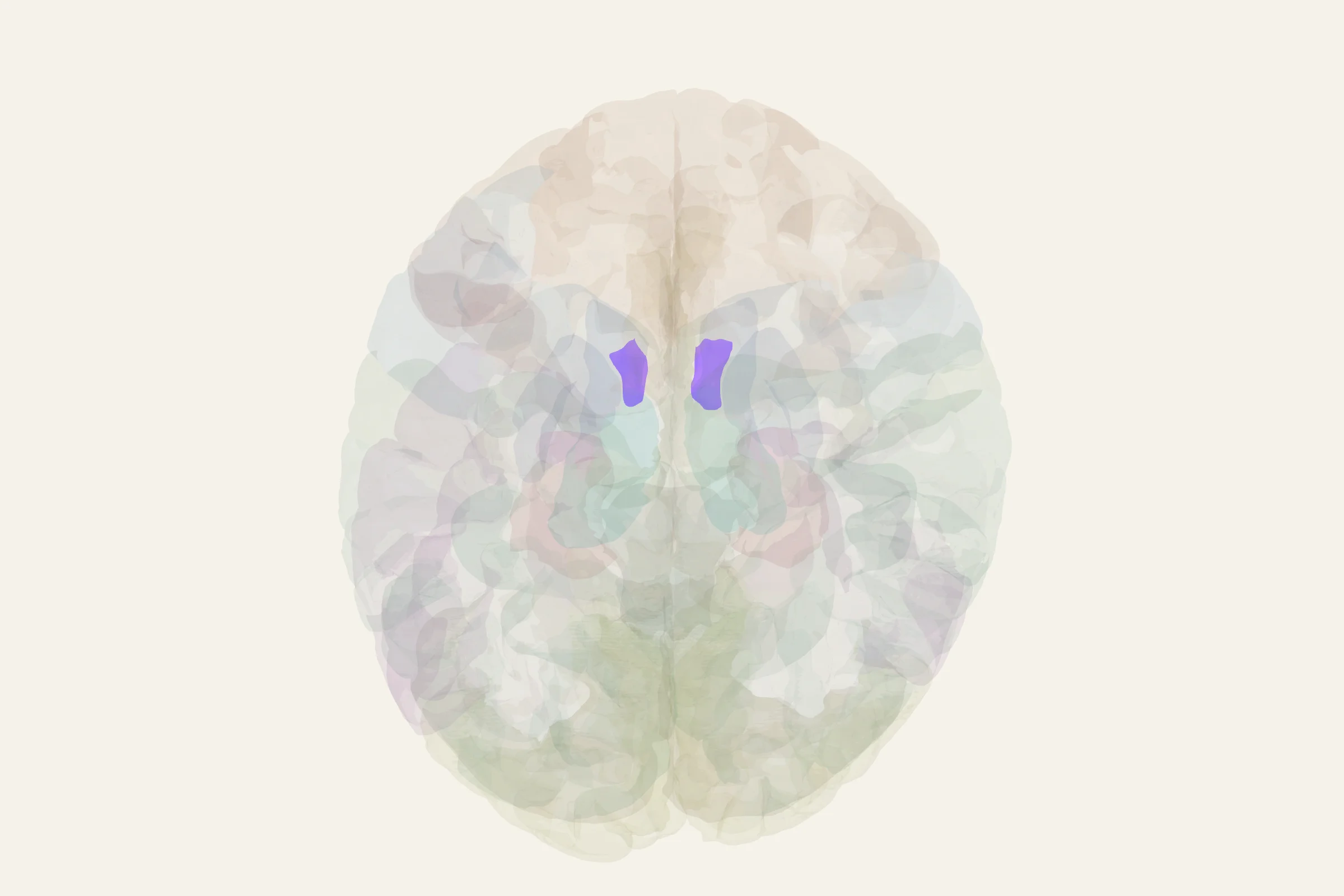 Nucleus Accumbens highlighted in colour on a rotatable 3D model of the human brain