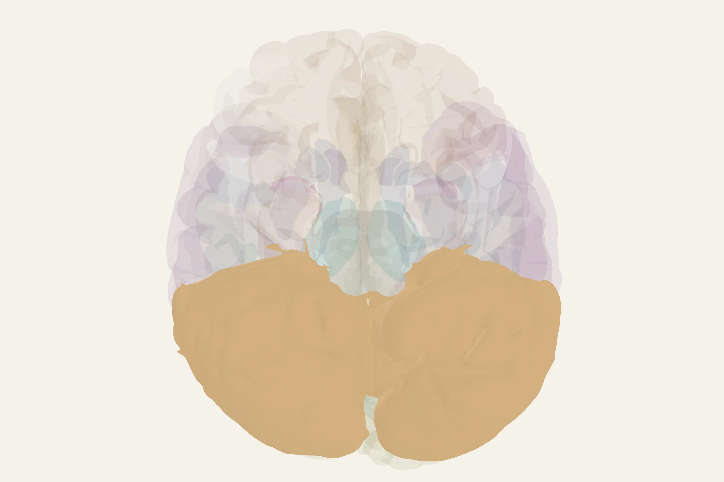 Cerebellum highlighted in colour on a rotatable 3D model of the human brain