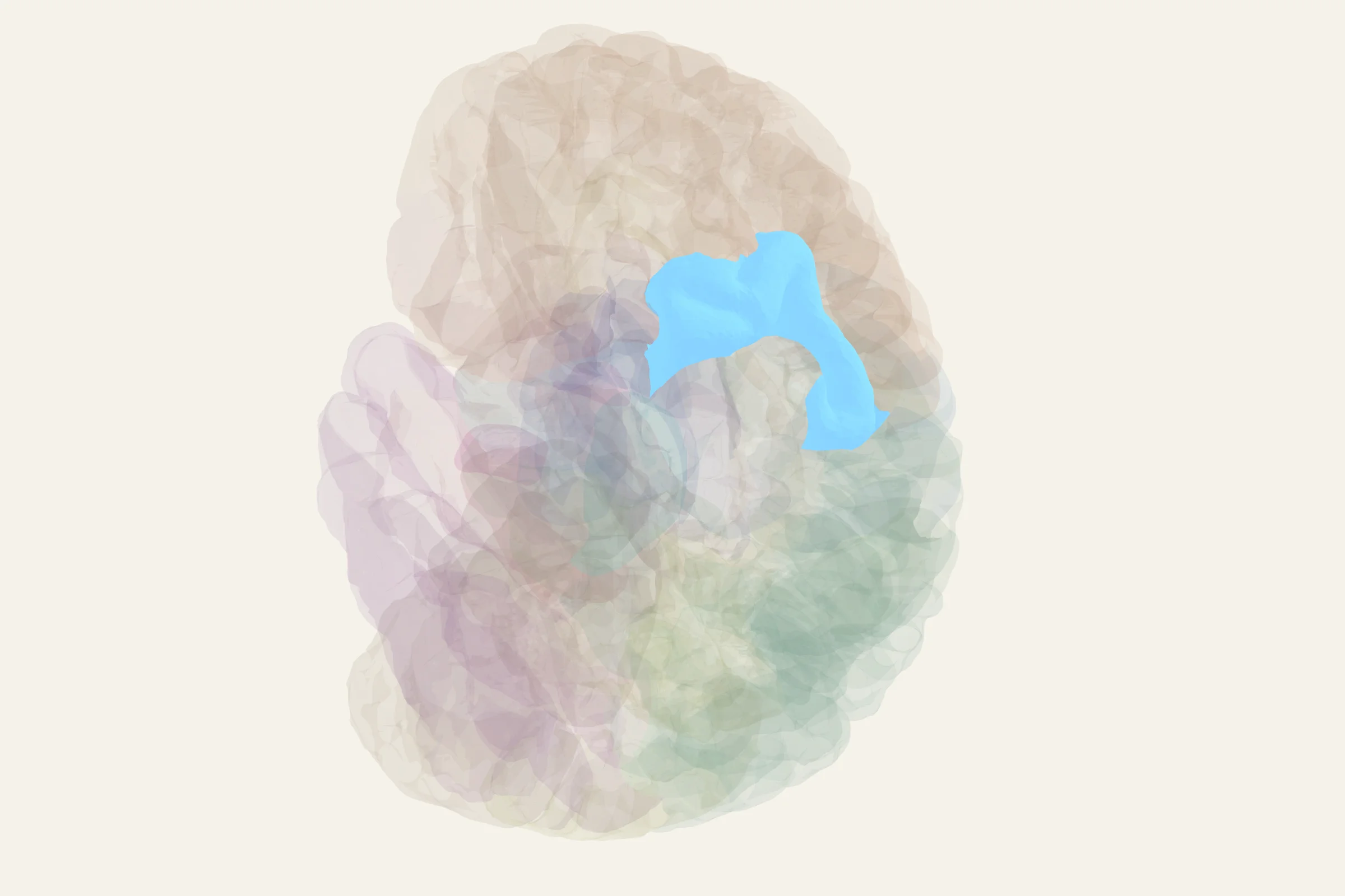 Frontal Eye Fields highlighted in colour on a rotatable 3D model of the human brain