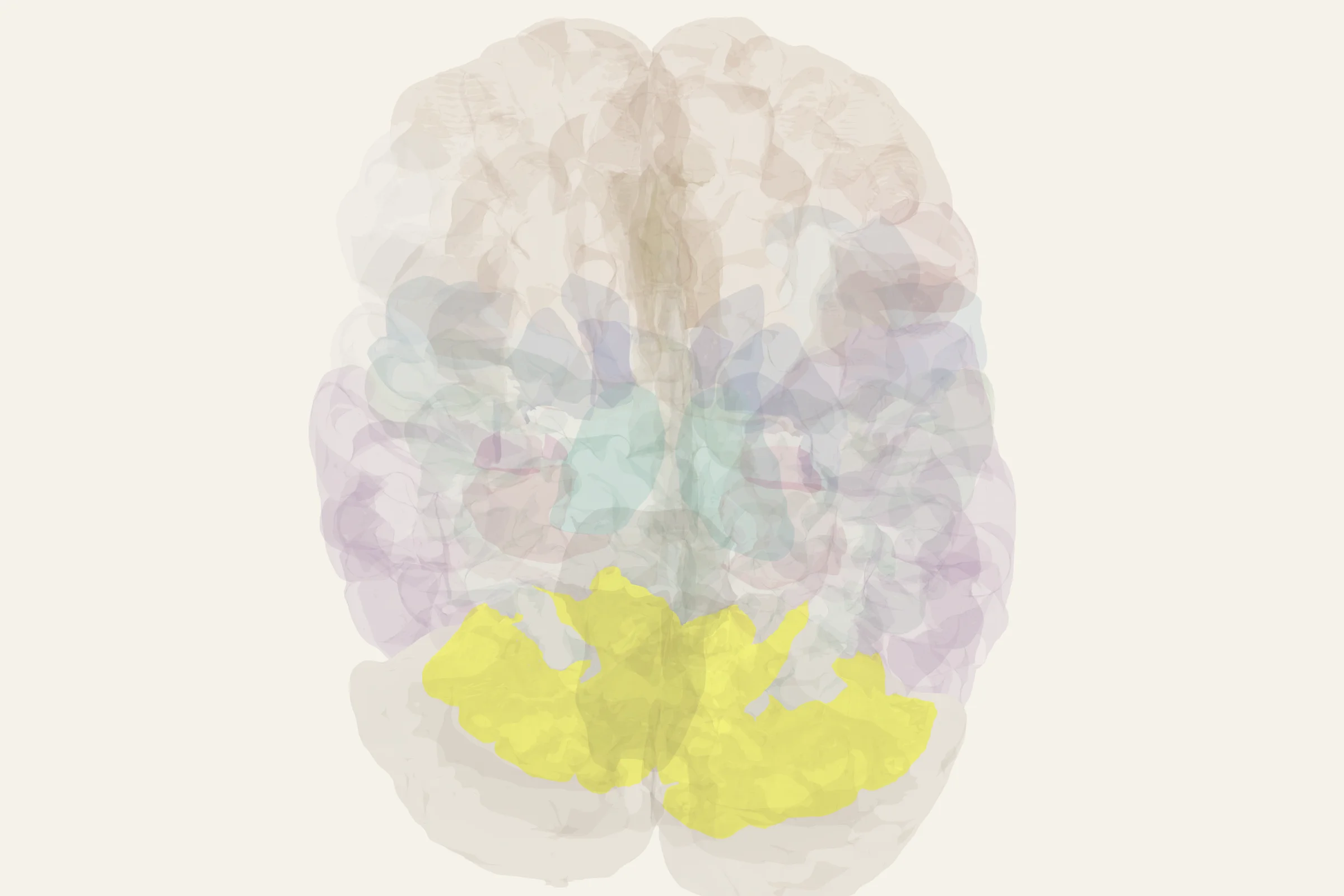 Occipital Cortex highlighted in colour on a rotatable 3D model of the human brain