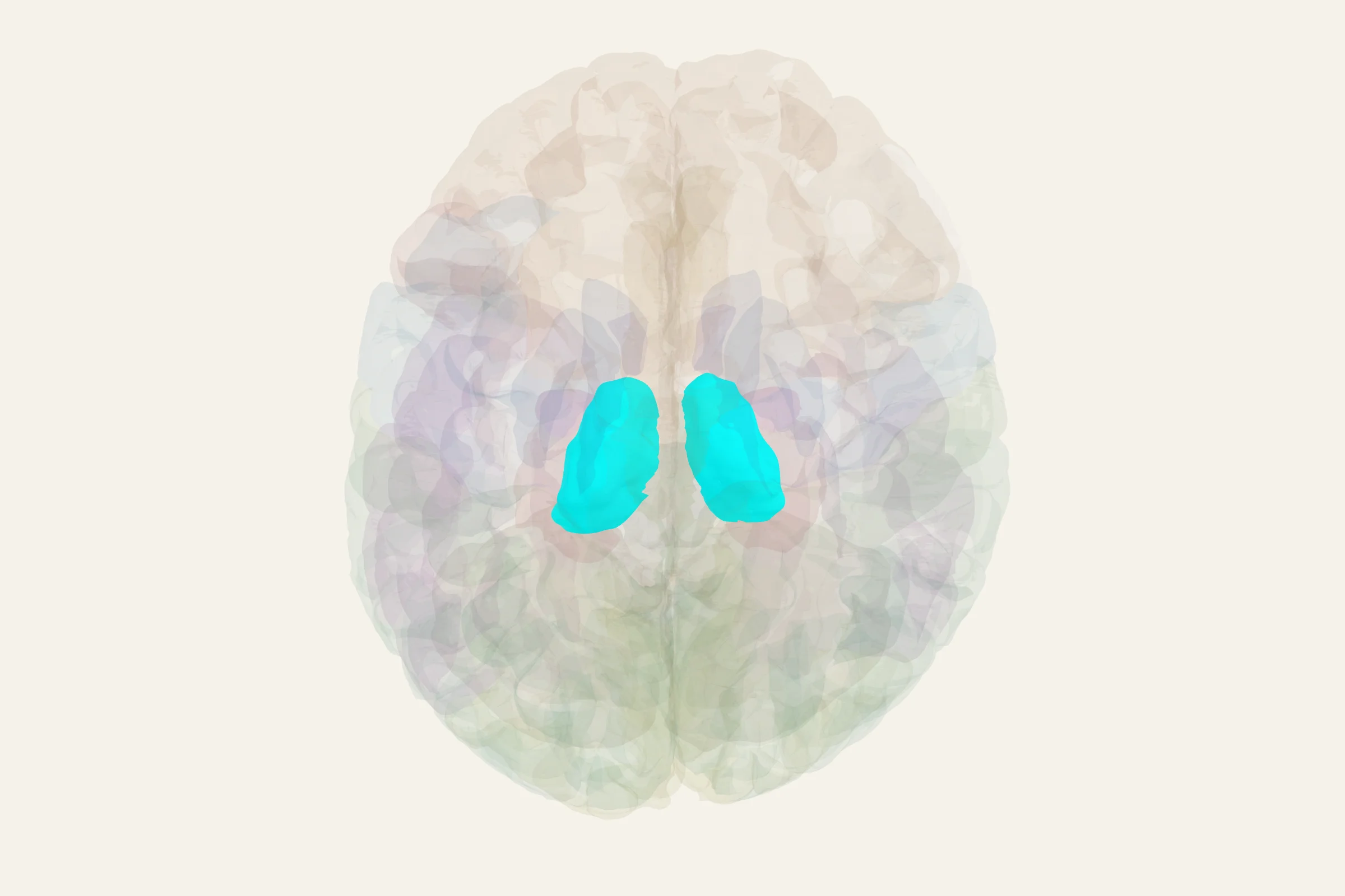 Thalamus highlighted in colour on a rotatable 3D model of the human brain