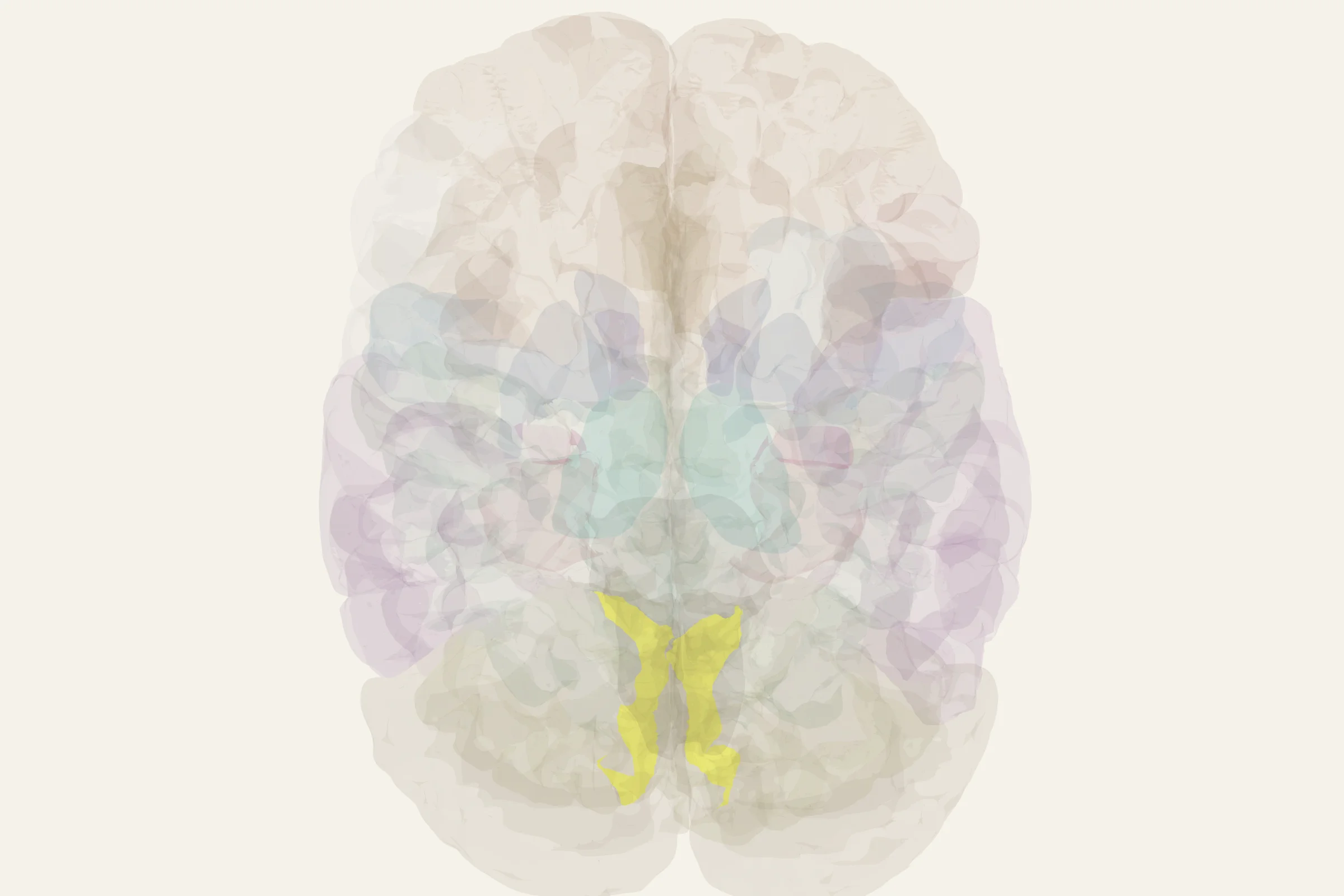 Visual Cortex highlighted in colour on a rotatable 3D model of the human brain